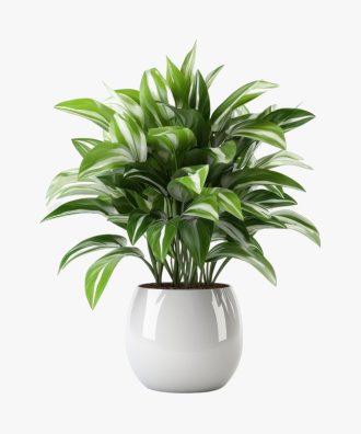 Simple Natural Aglaonema Outdoor Plant